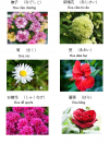 Học từ vựng tiếng Nhật và tìm hiểu văn hóa Nhật Bản qua ý nghĩa các loài hoa