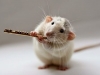 Nghe bài hát chuột yêu gạo tiếng Nhật
