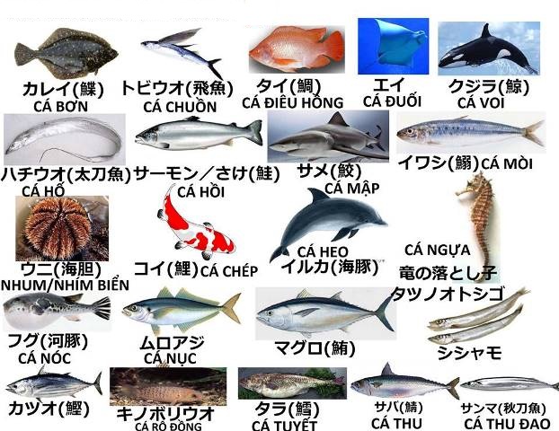 Học từ vựng tiếng Nhật về các loài cá