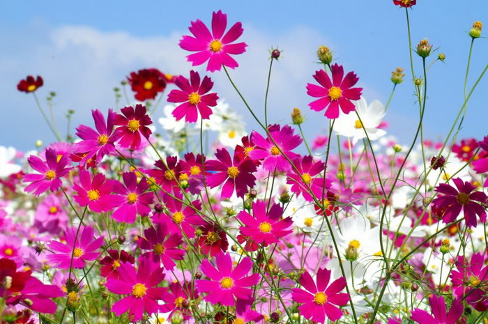 Từ vựng về các loài hoa trong tiếng Nhật