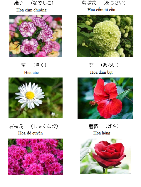 Học từ vựng tiếng Nhật về các loài hoa