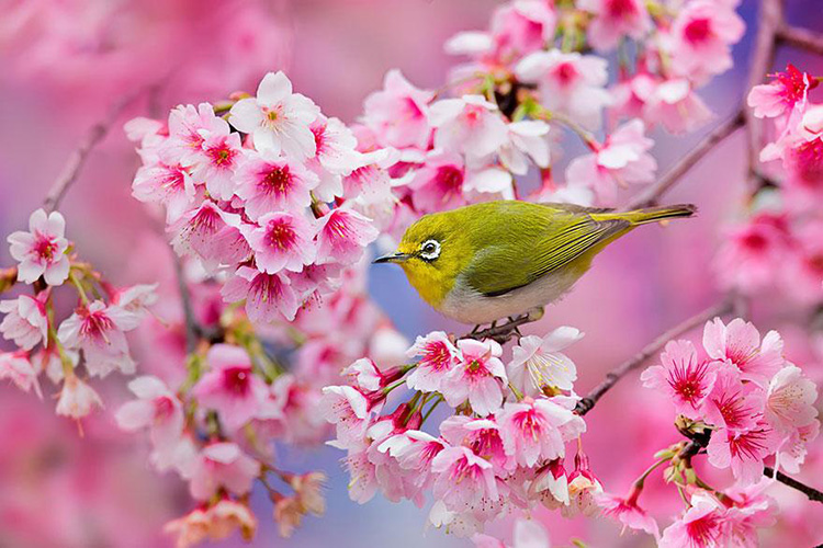 6 điểm ngắm hoa anh đào đẹp nhất tại Tokio - Nhật Bản