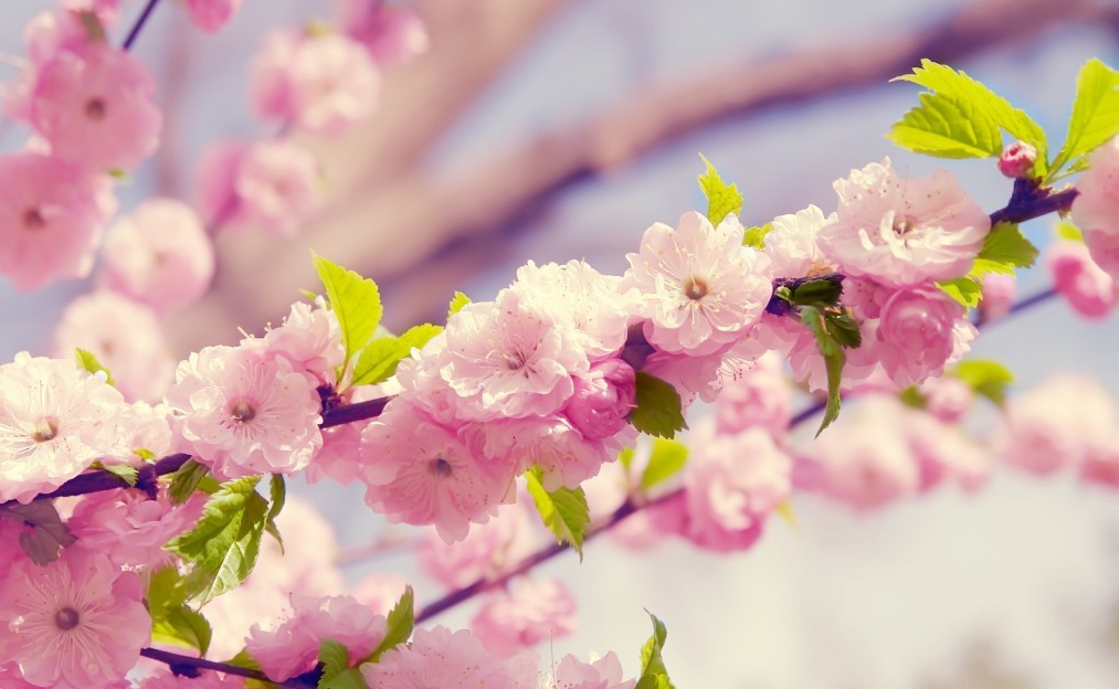 6 điểm ngắm hoa anh đào đẹp nhất tại Tokio - Nhật Bản