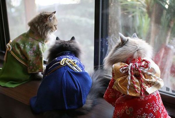 Những tiếng lóng trong tiếng Nhật có ý nghĩa xuất phát từ loài mèo