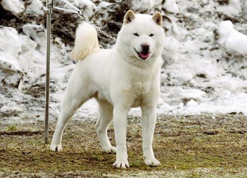 Các giống chó thuần Nhật Bản đẹp nhất