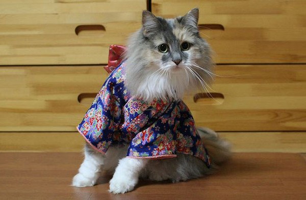 Những tiếng lóng trong tiếng Nhật có ý nghĩa xuất phát từ loài mèo